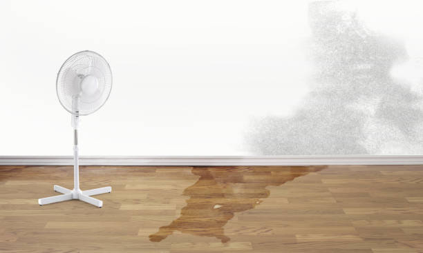 Best Flood damage cleanup  in Lynchburg, VA